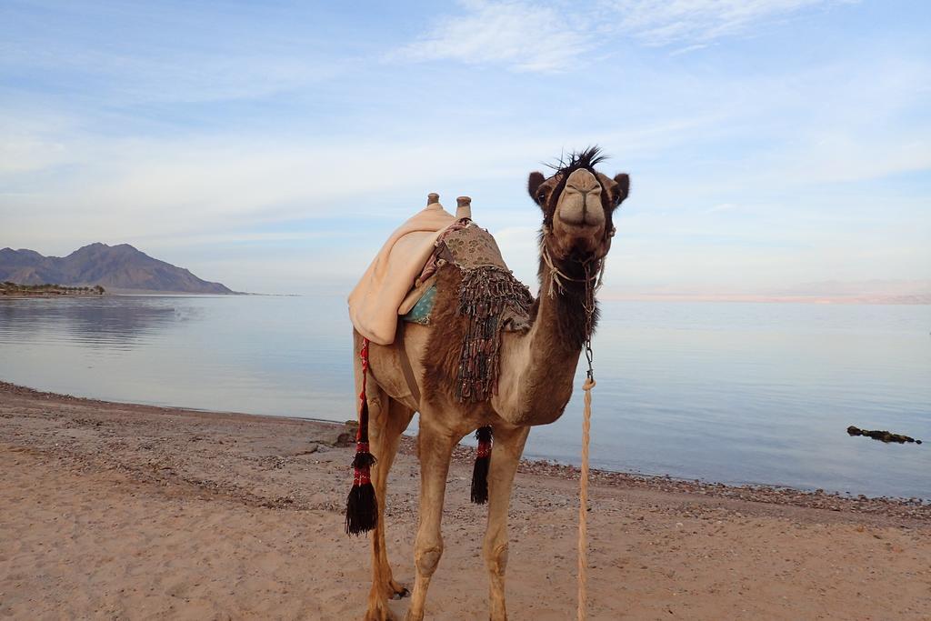 Hotel Bedouin Star Taba Exteriér fotografie